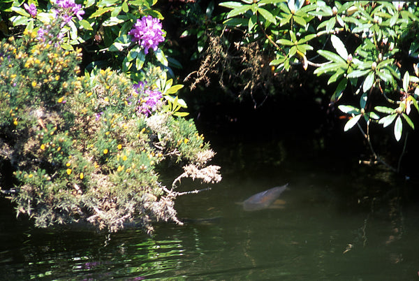 Pond showing fishing swimming about