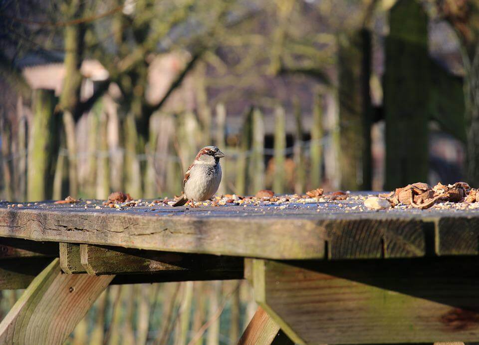 Bird table