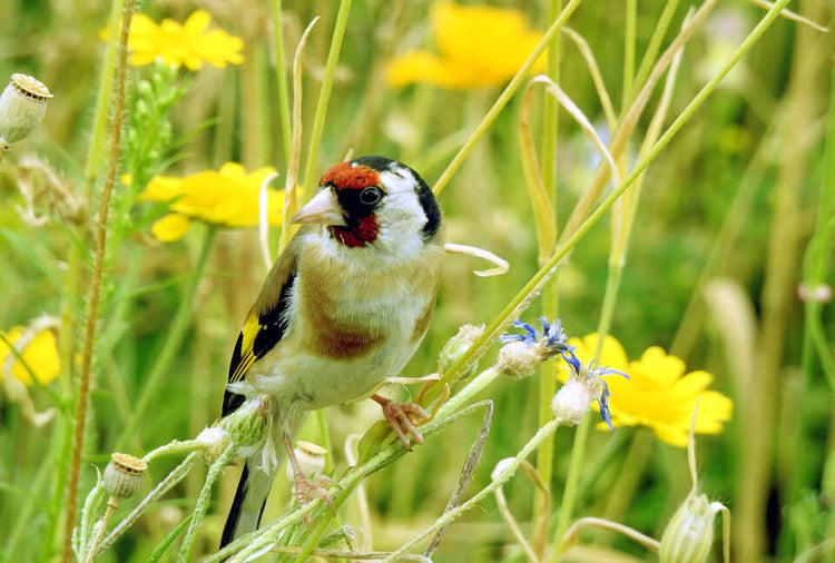 Finch Food Collection