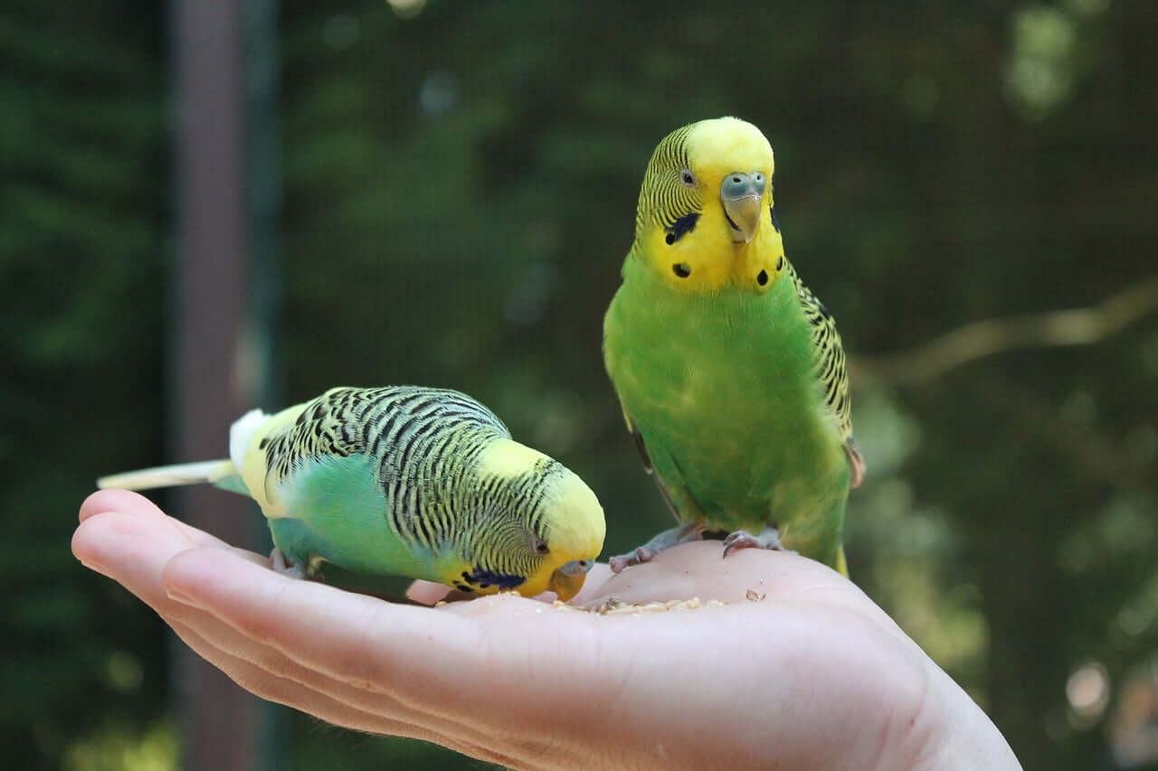 Budgies eating Haith's UKBC UK Budgerigar Mix