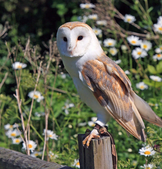 The Mystical Melodies of  Birds That Sing at Night