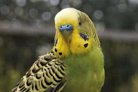 Budgies for fun and colour