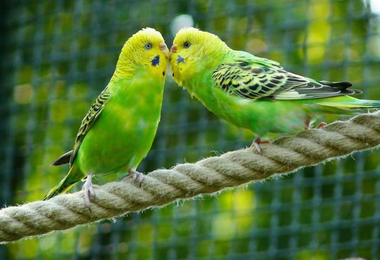 A guide to October in the birdroom with budgies