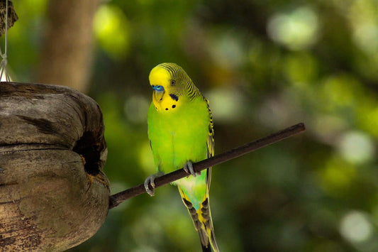 Budgies love fruit and veg