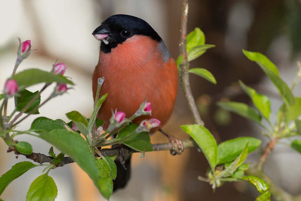 Bullfinches: Understanding Their Diet and Habitat Needs