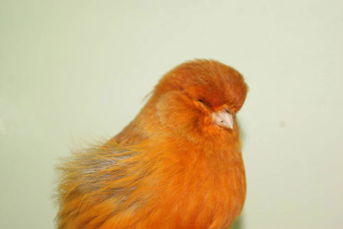 Feeding canaries and British finches before, during and after the moult