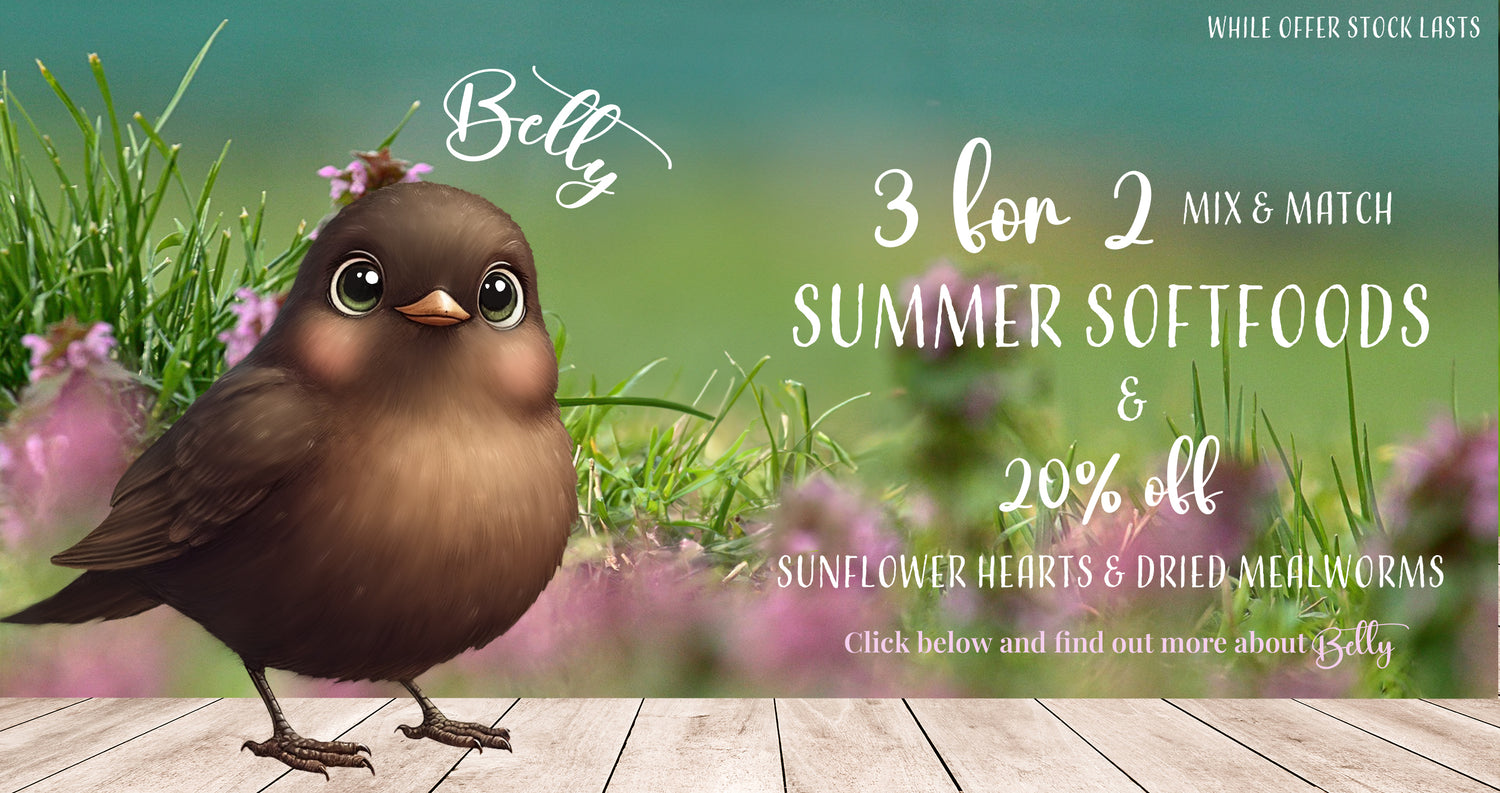 Bird food savings presented by Haith's Betty the cartoon Blackbird in s summer garden bird setting with 3 for 2 mix & match on summer softfoods and up to 20% off sunflower hearts and dried mealworms for wild birds.