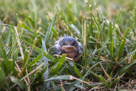 Image of a fledgling blackbird sitting in some long grass