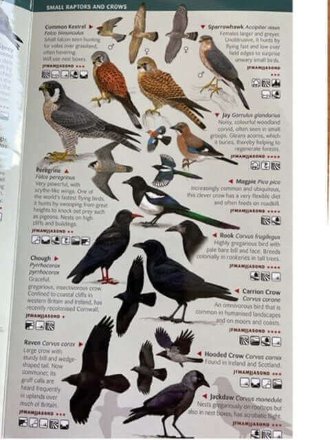 150 Birds You Need To Know Guide