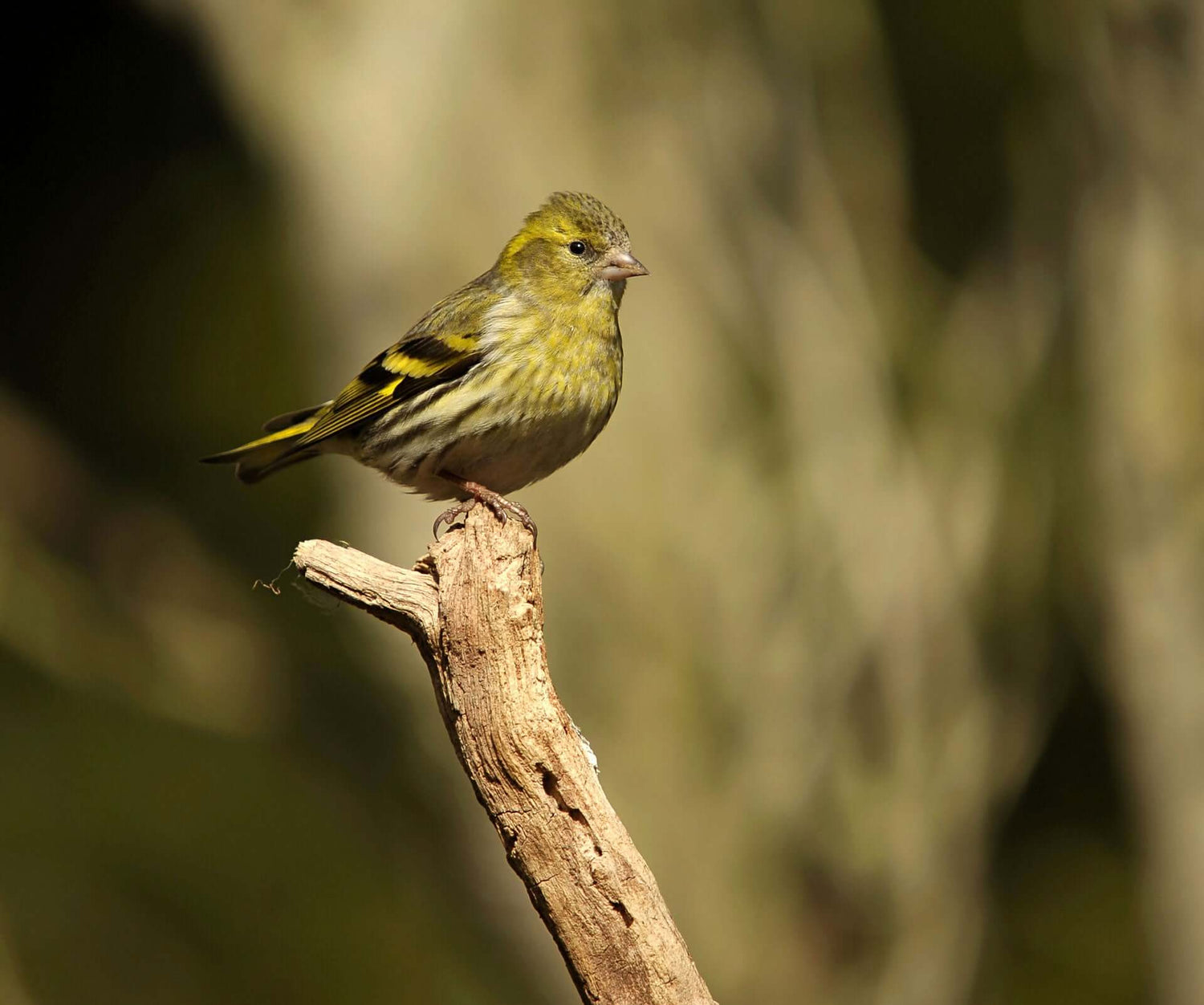 Siskin Bird Products