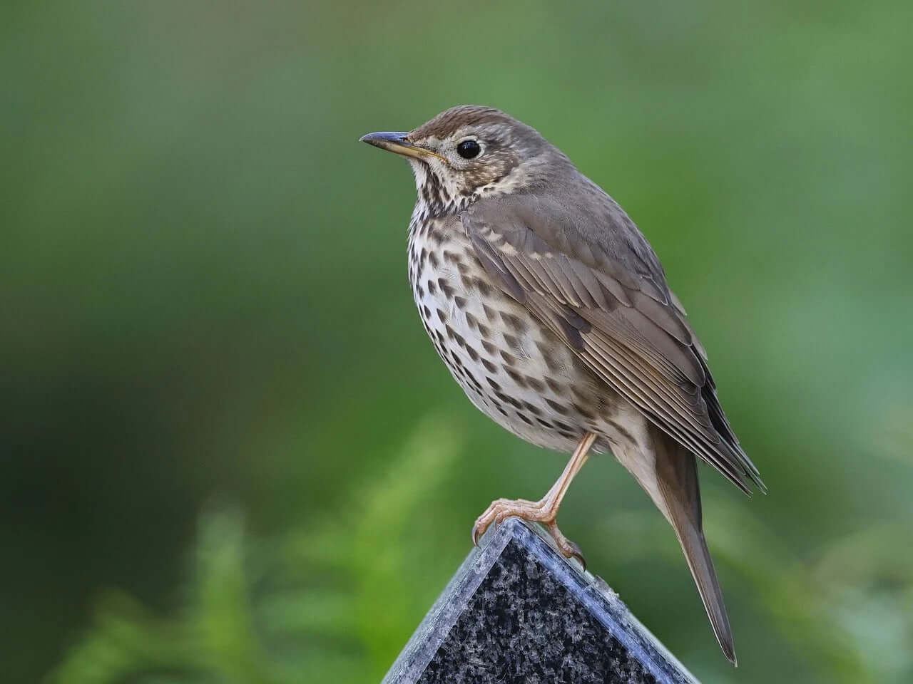 Song Thrush Bird Products