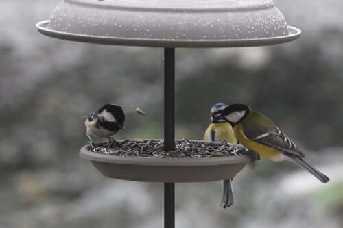 Birds-feeding