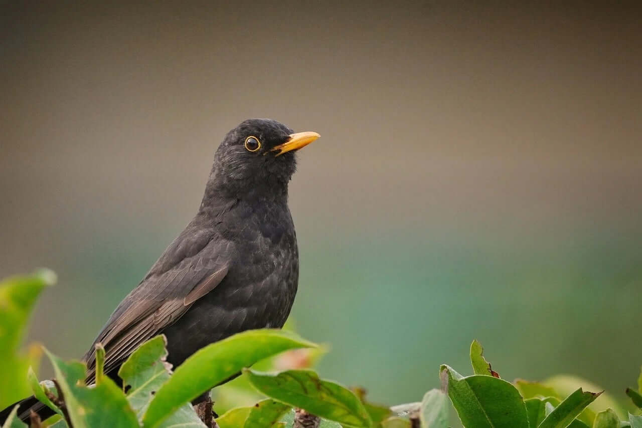 Blackbird Essentials