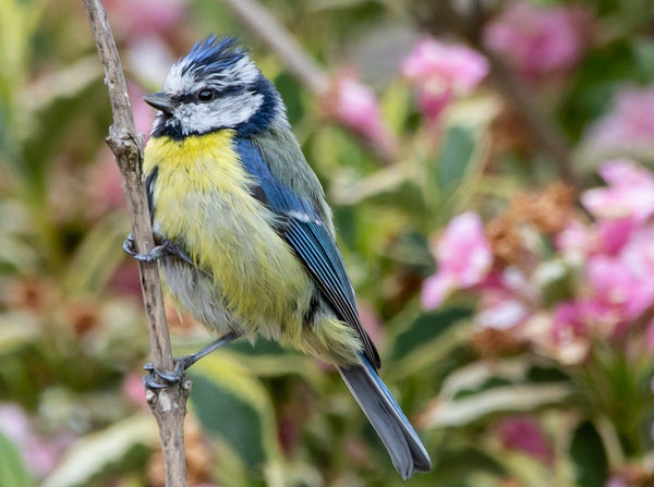 Birds to spot in your garden during August