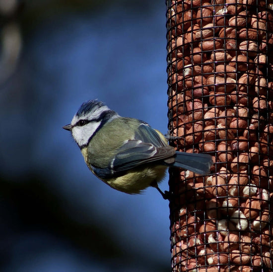 Blue Tit holding onto Haith's peanut feeder 