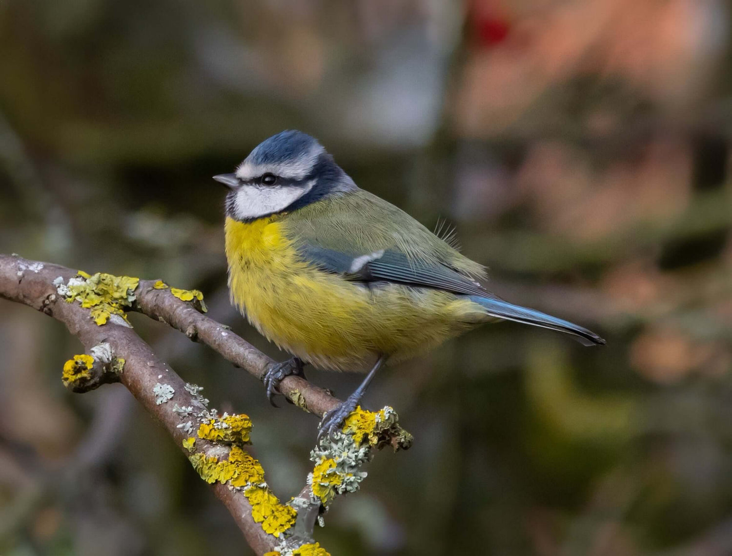 Blue Tit Bird Products