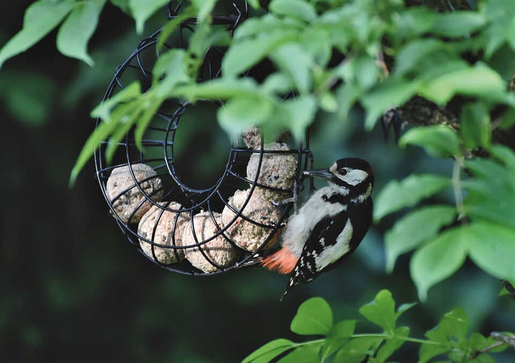 Nutritious Suet Balls