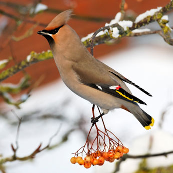 Waxwing Bird Foods