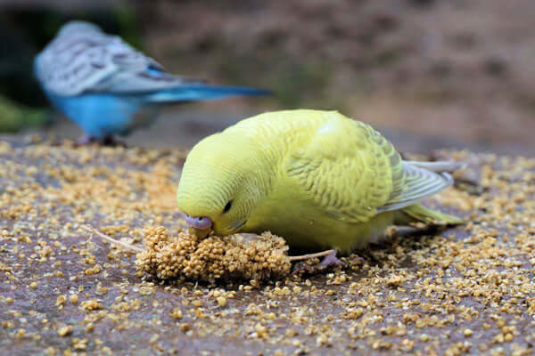 Budgie 