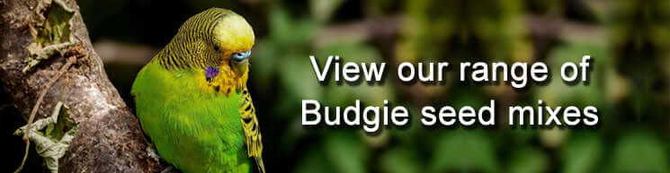 Budgie-seed-mixes-category