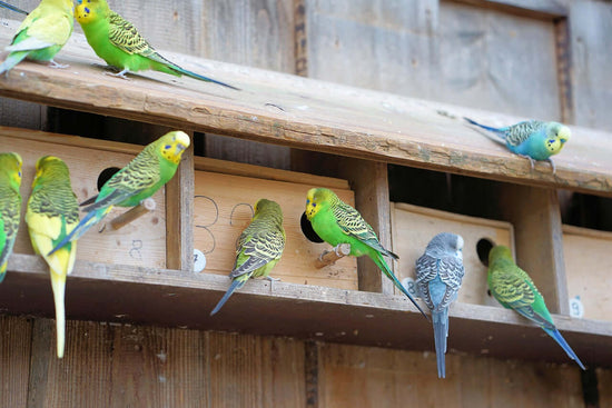 Budgerigars gathering on bird boxes. 