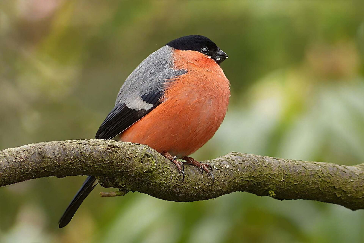 Bullfinch Bird Products