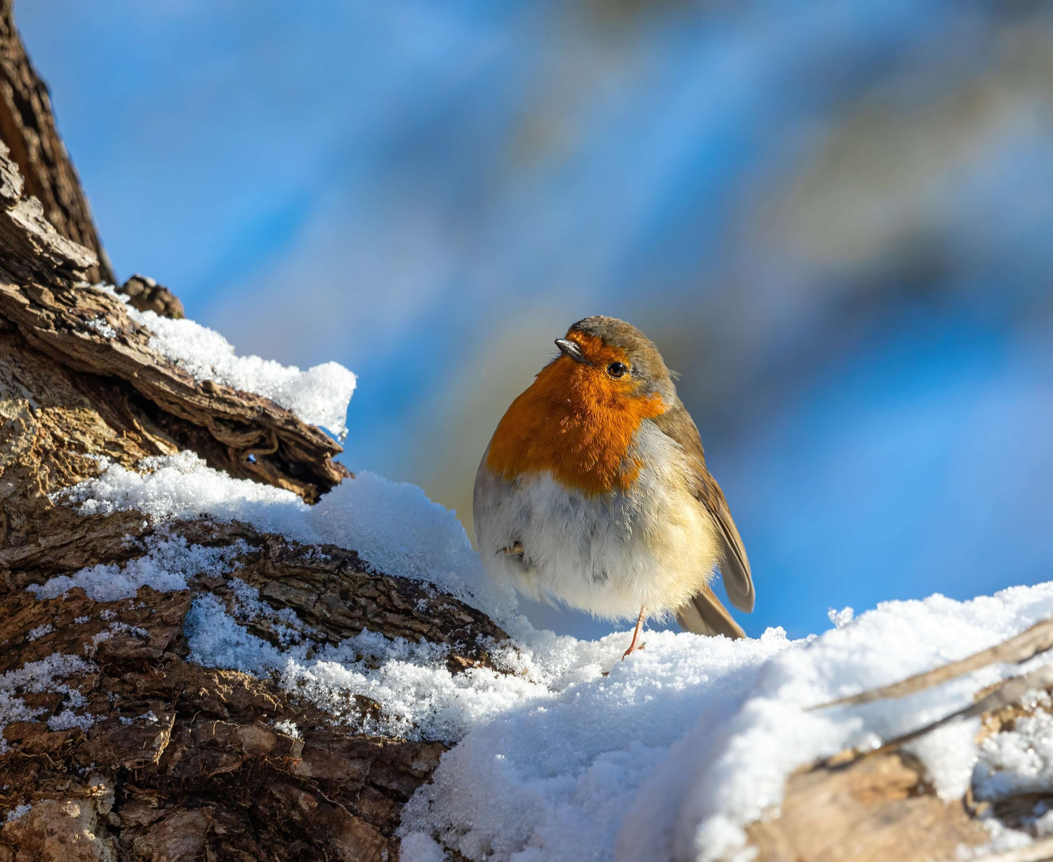 Robin Bird Essentials