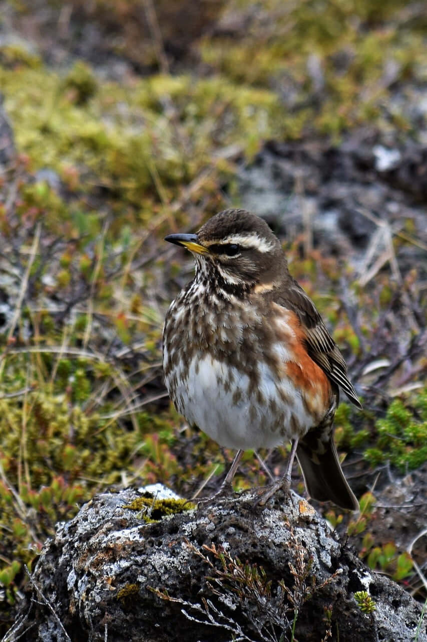 Redwing Bird Products