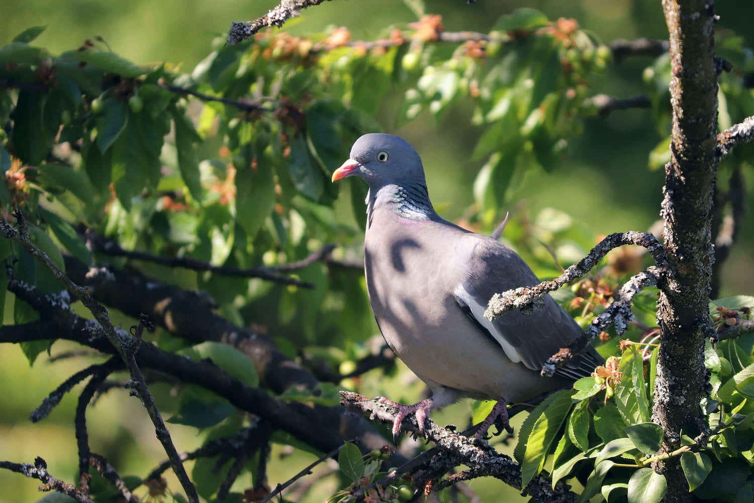 Woodpigeon Essentials