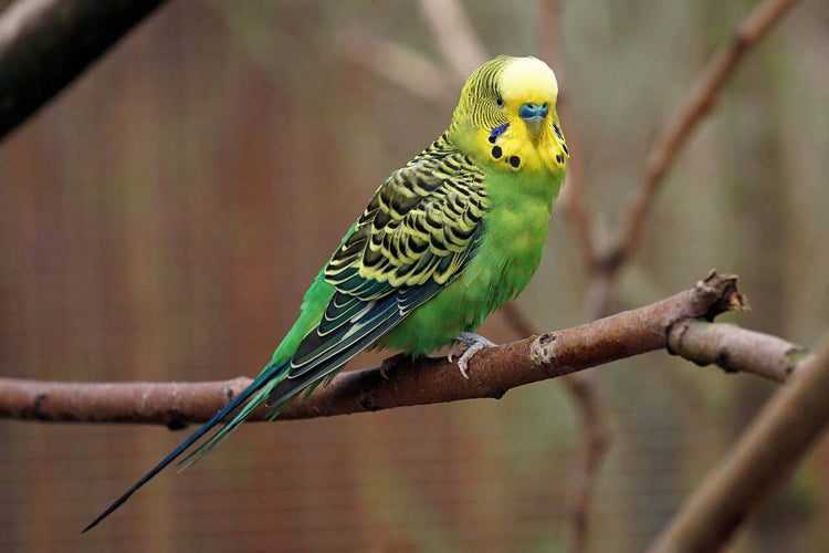 Premium Budgie Bird Seed