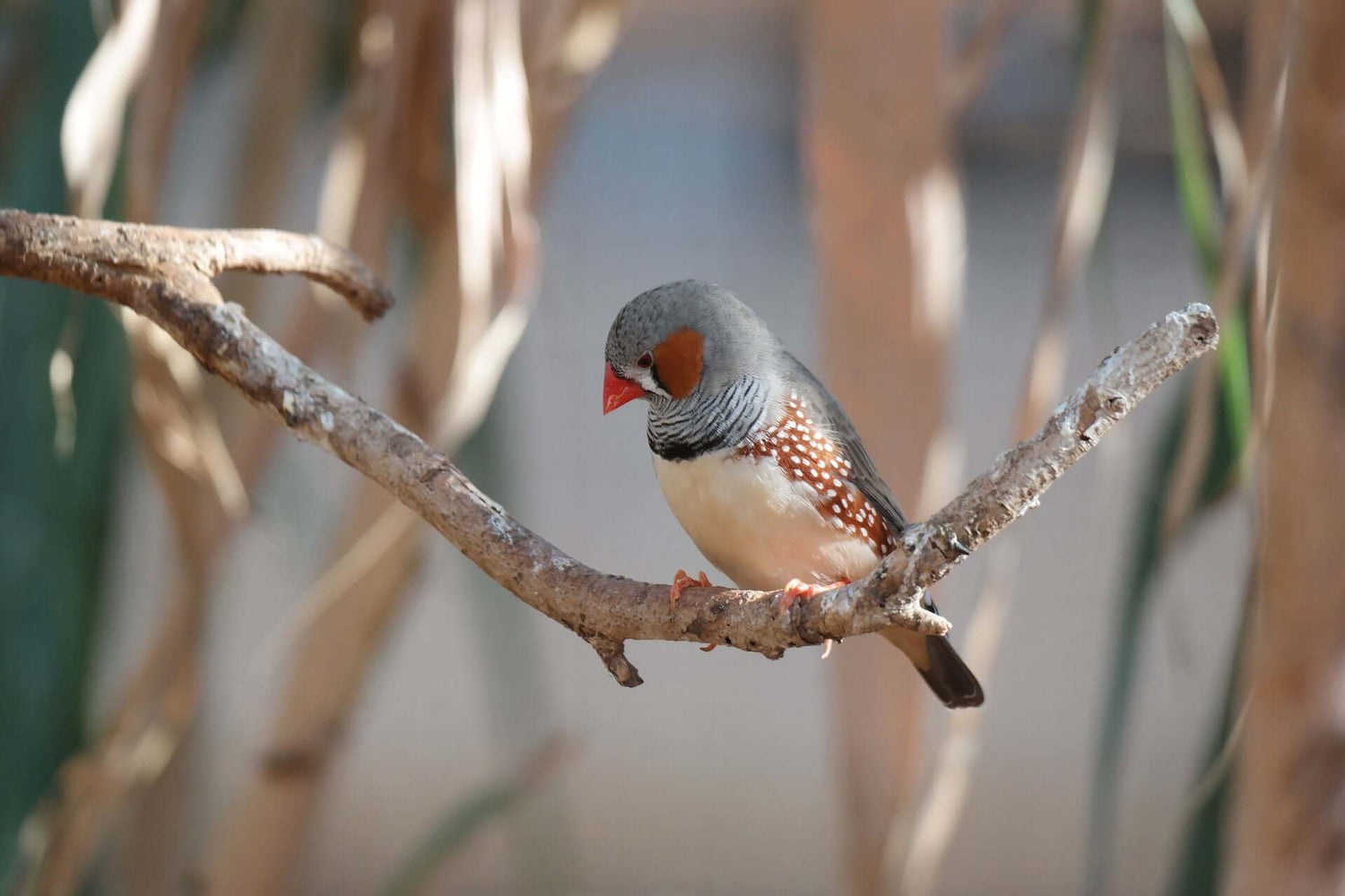 Zebra Finch Essentials