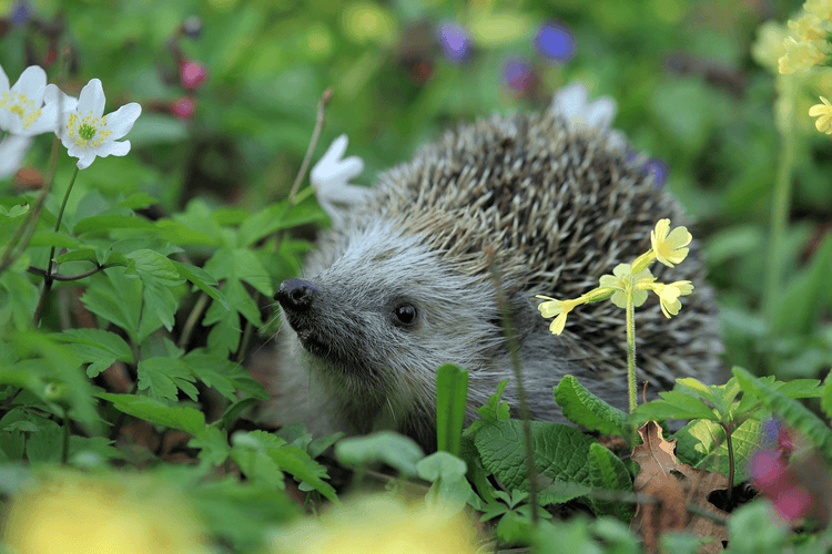 Nutritious Hedgehog Food