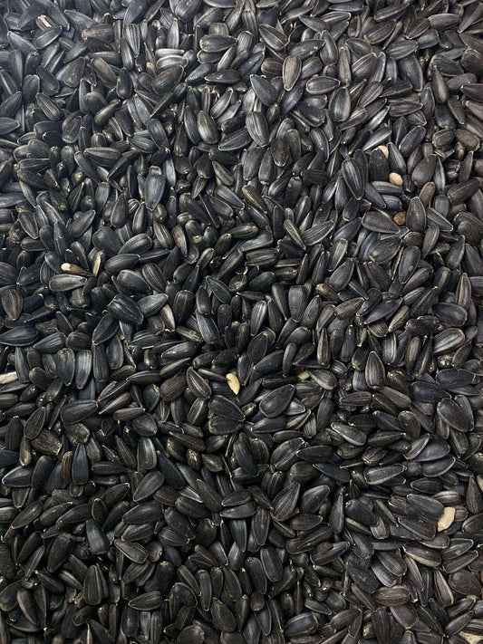 Birds deserve the best: clean black sunflower seeds for happy, healthy birds