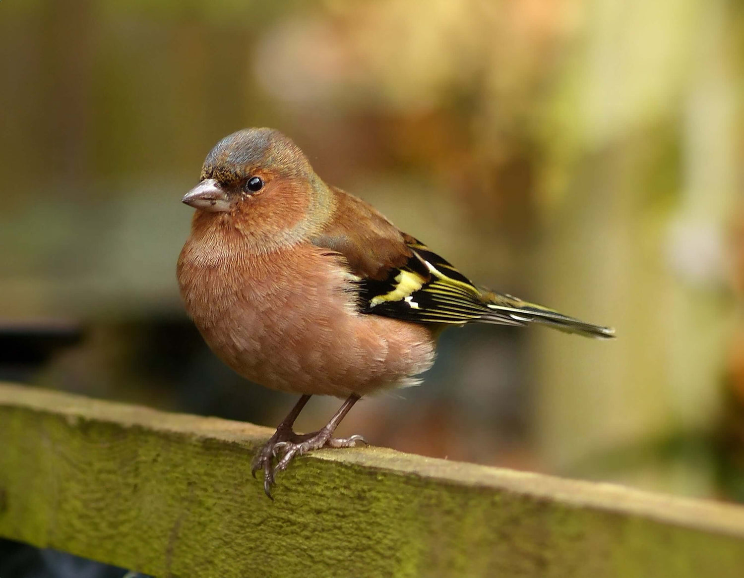 Chaffinch Bird Products