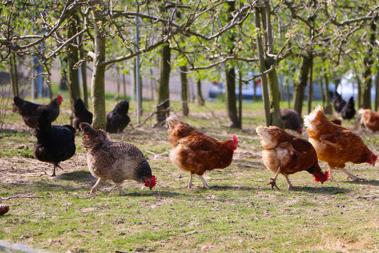 A flock of chickens scavenging for grain on the ground - Haith's Poultry Corn is popular with these ground feeders. 