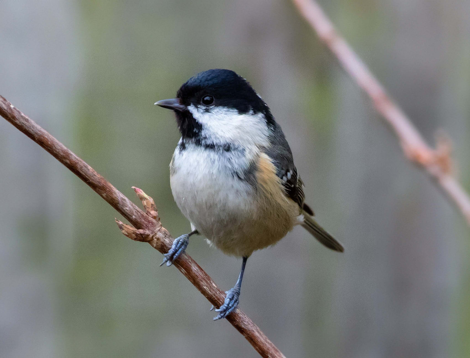 Coal Tit Bird Products