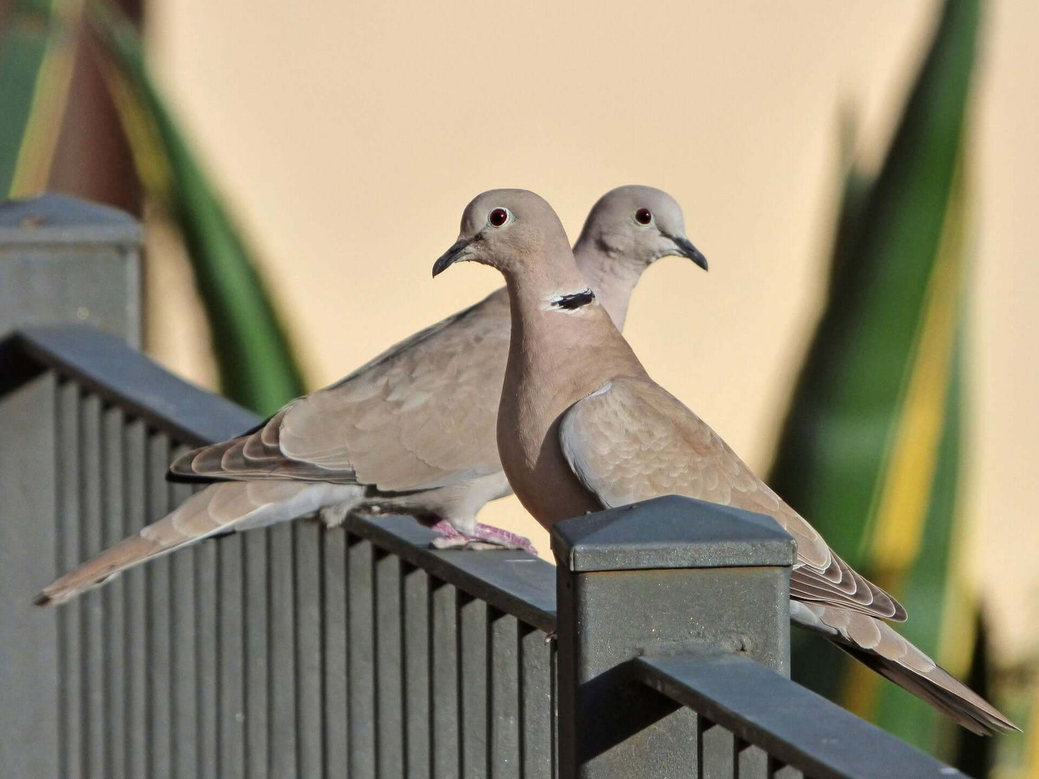 Collared Dove Products