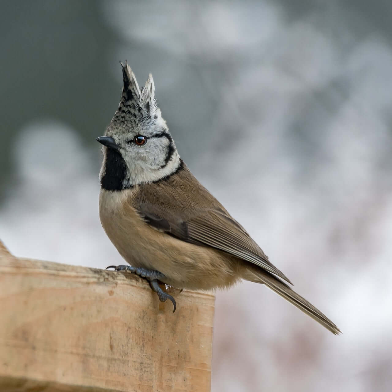 Crested Tit Bird Products