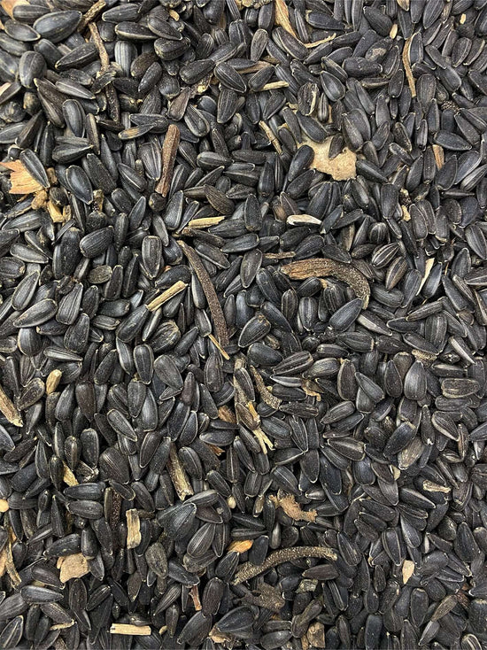 Dirty and uncleaned black sunflower seed 