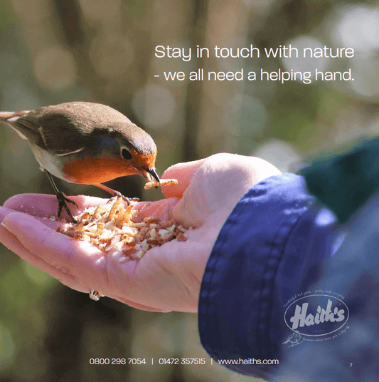 Robin feeding on high-quality dried mealworms, available from Haith's.