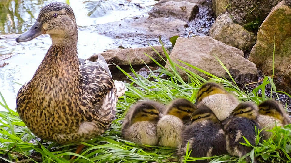 Duck and Goose Food Supplies