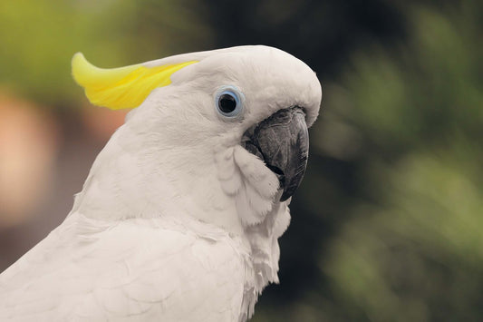 Cockatoos - great companions