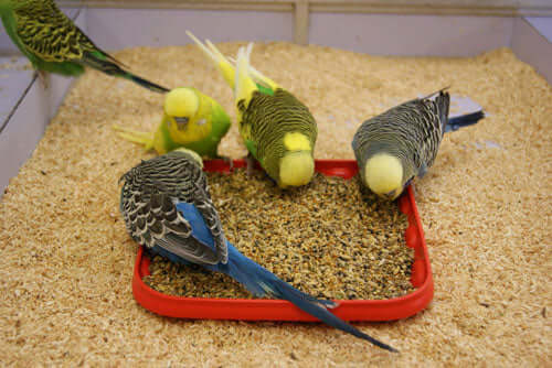 Feeding budgies for breeding condition