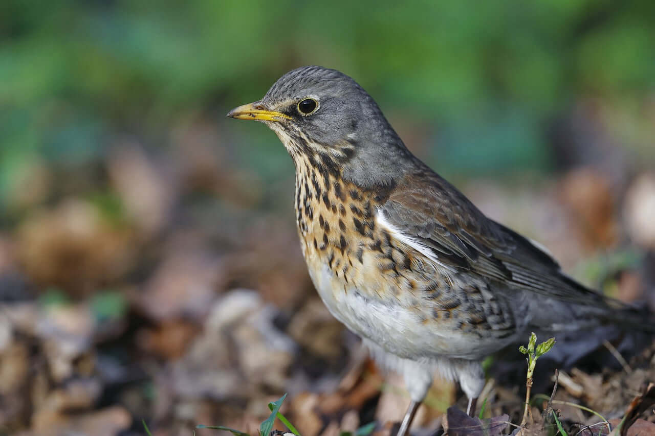 Fieldfare Bird Products