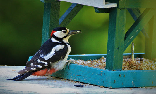 A Beginner’s Guide to Bird Feeding: Essential Tips and Advice