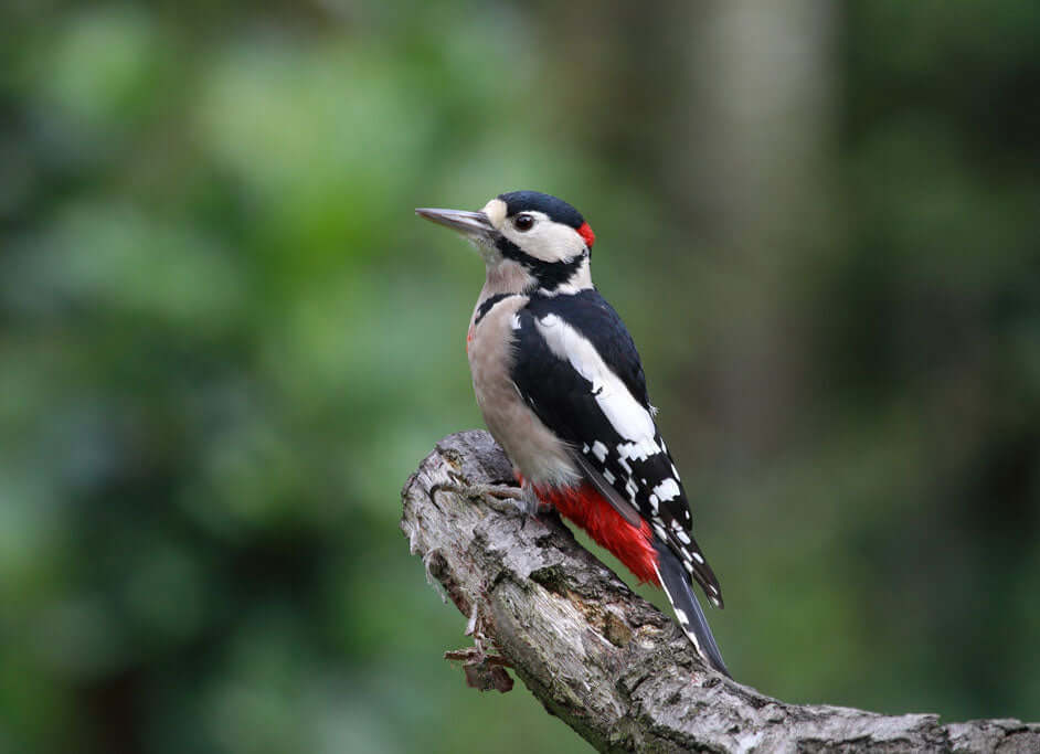 Great Spotted Woodpecker Essentials