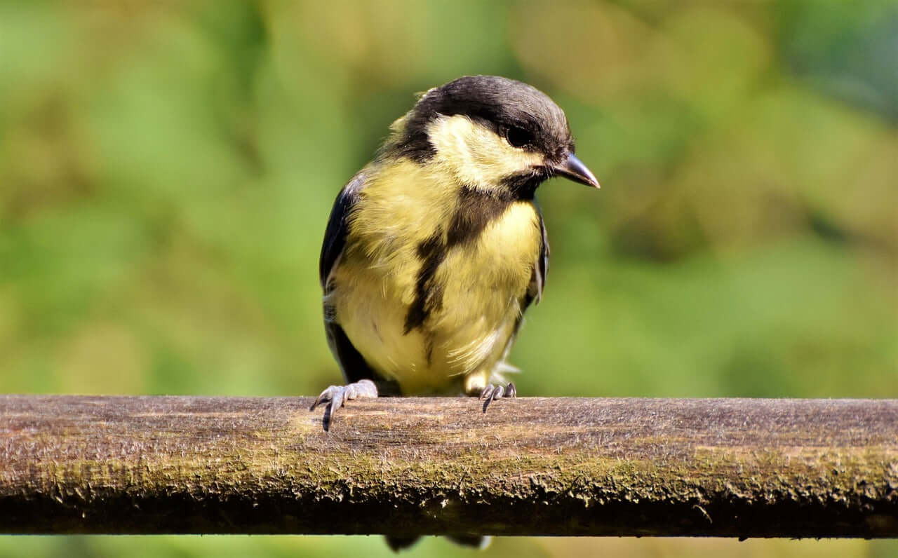 Bird food Great Tits UK.