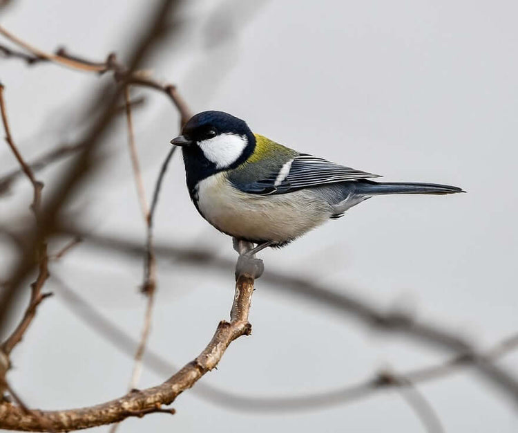 Great Tit Bird Products