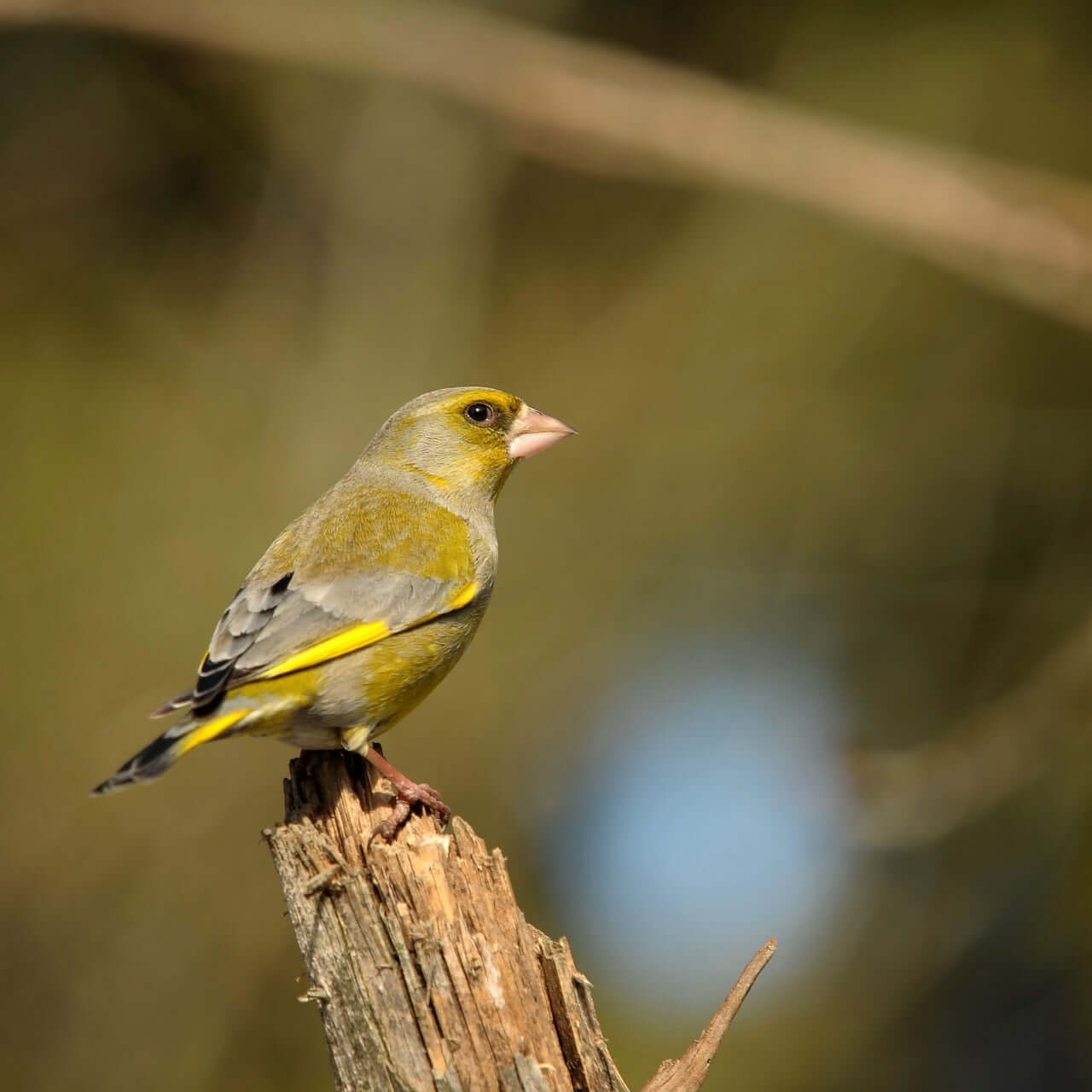 Greenfinch Essentials