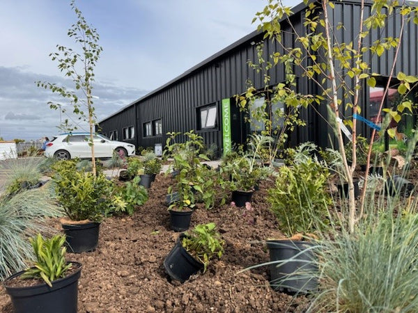 Image of the planting area near Haith's shop